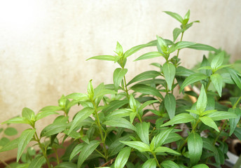 Green Chirayta, king of bitters Other names are Andropraphis paniculata, Kariyat Kat, Kariyat Acanthaceae, Fa Thalai Chon, Kariyat, creat, king of bitters, andrographis, echinacea. with copy space.