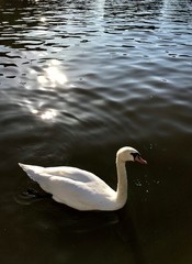 white swan on the lake