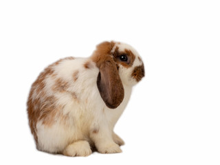 Cute rabbit with long loop ears, beige and brown color on white background.