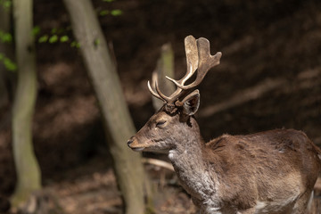 European fallow deer - Dama dama - fallow deer grazing in a beautiful deciduous forest. Wild photo.