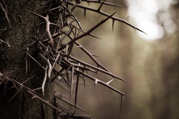 long thorns on a branch