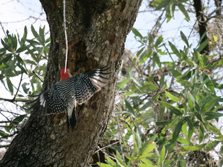 Red-bellied Woodpecker