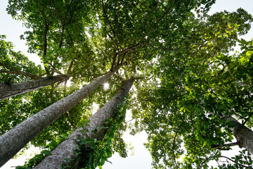 Forest, Nature green tree on sunlight background