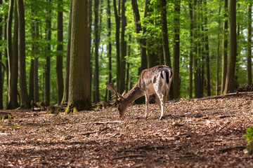 European fallow deer - Dama dama - grazing in a deciduous forest with beautiful light.