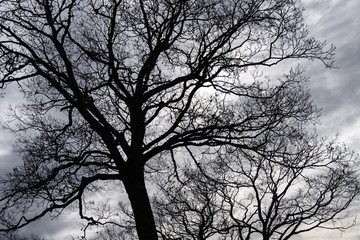 Fototapeta na wymiar Ominous Silhouetted Tree on a Cold Overcast Morning