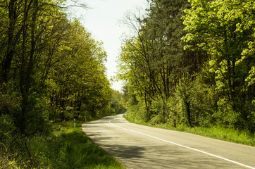 empty road in the forest