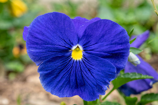 vibrant royal blue pancy flower close up in the garden