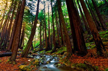Hare Creek Flowing Through Coastal  Redwood Forest in Hare Canyon, Limekiln State Park, Big Sur, California, USA