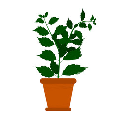 The green houseplant hibiscus in a pot. The plant for interior decor of home or office, for creating comfort. Isolated object. Vector illustration on a white background in the cartoon style.