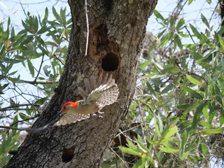 Red-bellied Woodpecker