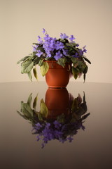 Saintpaulias (African violets) on a glossy table