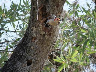 Red-bellied Woodpecker