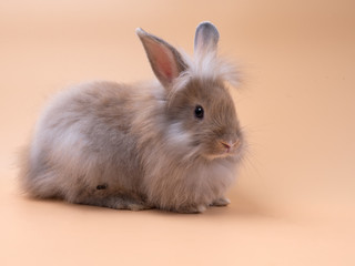Cute little lion hair bunny rabbit sitting with ears point up high against pastel background.