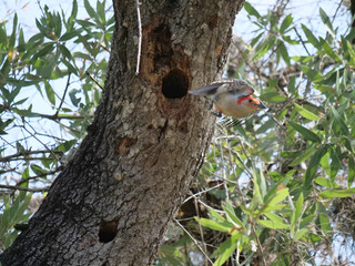 Red-bellied Woodpecker