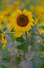 Sunflower at sunrise in Canada