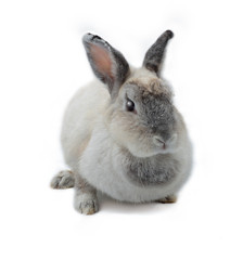 Beautiful grey rabbit with two ears high up isolated on white background.