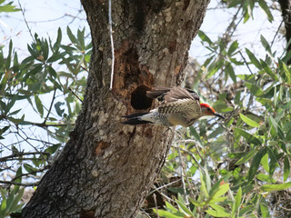 Red-bellied Woodpecker