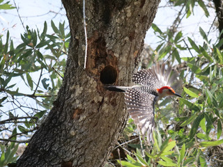 Red-bellied Woodpecker
