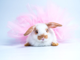 Adorable rabbit wearing pink tutu lying on white background.