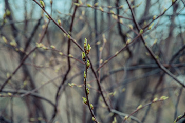 Spring buds on a tree branch