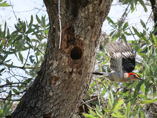 Red-bellied Woodpecker