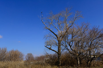 Obraz na płótnie Canvas Magpie sits on top of a lonely tree