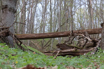 dead tree in the woods
