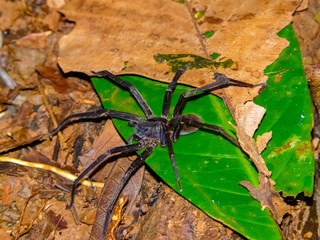 Spider, Corcovado National Park, Osa Peninsula, Costa Rica