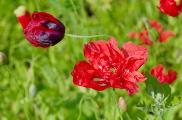 Bright red Terry poppy in the garden close-up