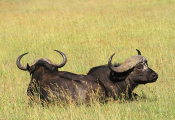 Cape buffalo, Syncerus caffer caffer, two  animals close together looking like one animal with two heads. African safari big five of Bovidae family. Masai Mara National Reserve, Kenya, Africa