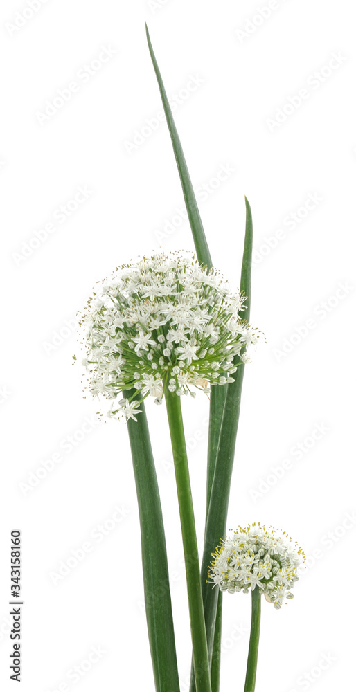 Sticker blossom onion with green leaves.