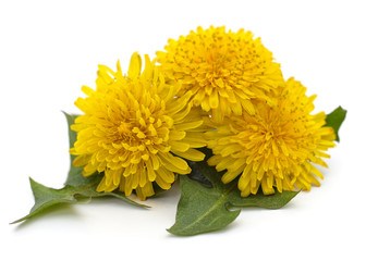 Dandelion with leaves.