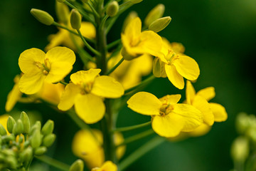 Fototapeta na wymiar Closeup of flowering colza (rapeseed or canola) plant for green energy, oil industry and honey plant. Rape seed flower macro view on blurred background.