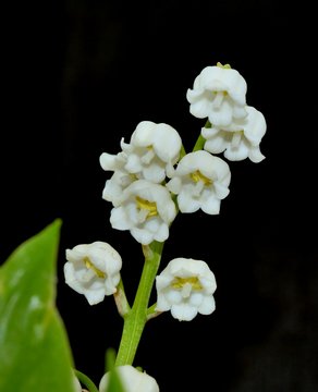 beautiful Lily of the valley