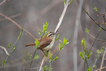 Carolina Wren Perched on Branch in Springtime
