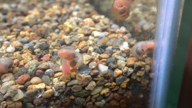 Ramshorn snail running on the wall of an aquarium
