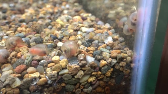 Ramshorn snail running on the wall of an aquarium