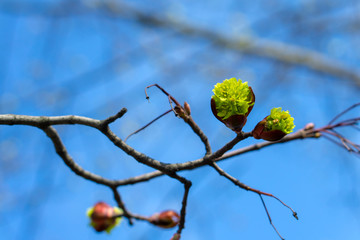 drop-down tree buds with green young leaves