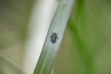 Delphacid Planthopper in Springtime