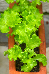 Closeup of healthy organic homegrown lettuce, specie lactuca sativa, it is a rich source of vitamin K and vitamin A, and was originally farmed in ancient Egypt.