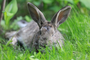 brown hare in the grass
