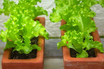 Closeup of healthy organic homegrown lettuce, specie lactuca sativa, it is a rich source of vitamin K and vitamin A, and was originally farmed in ancient Egypt.