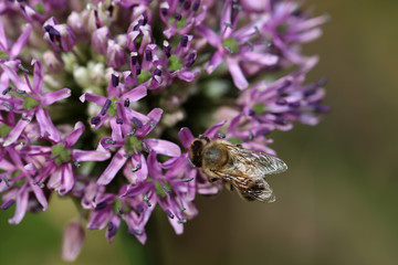 Blühender Zierlauch Allium mit einer Biene Insekt