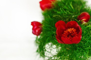Mountain peony flowers Paeonia tenuifolia over white. photo for collage on a white background