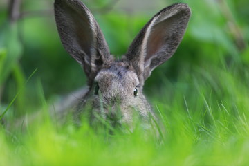 brown hare in the grass