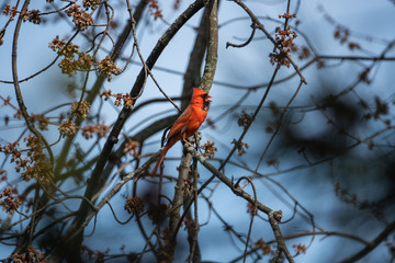 Northern Cardinal Perched on Branch in Springtime