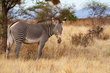 Fototapeta na wymiar Grevy's Grévy's zebra, Equus grevyi, threatened animal with black and white narrow stripes. Samburu National Reserve, Kenya, Africa. Endangered species in African bush. Copy space on right