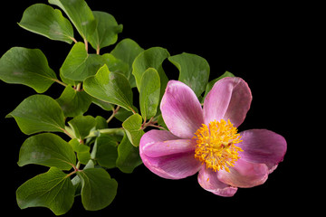 Rose flower of peony, lat. Paeonia, isolated on black background