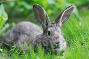 brown hare in the grass