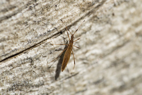 Small Stilt Bug in Springtime